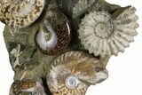 Tall, Composite Ammonite Fossil Display - Madagascar #175816-1